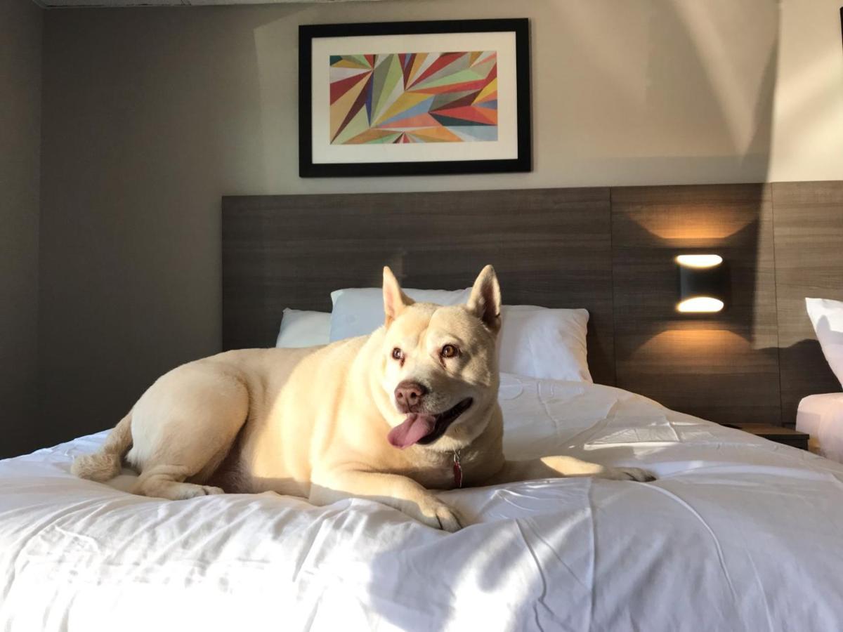 The Elmwood Motel Waterville Luaran gambar